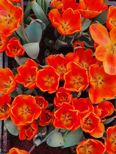 Tulipanes florecientes en el jardín