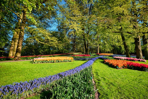 Tulipanes florecientes macizos de flores en el jardín de flores de Keukenhof, Netherlan