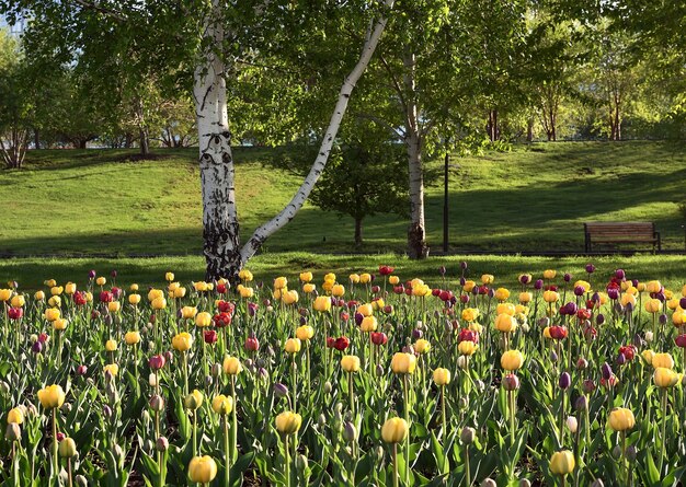 Tulipanes florecientes en el parque