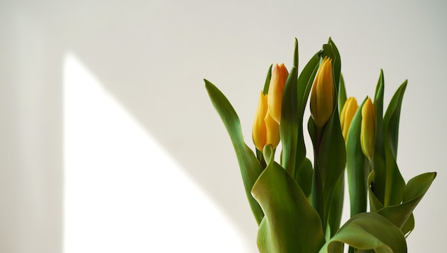 Tulipanes de flores amarillas de primavera sobre fondo blanco con luz solar natural