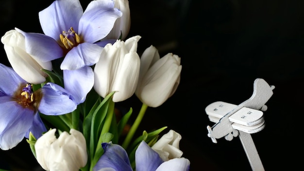 Tulipanes de flores blancas azules en la primavera de 2022 y un plano simbólico sobre un fondo negro