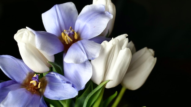 Tulipanes de flores blancas azules en la primavera de 2022 y un símbolo sobre un fondo negro