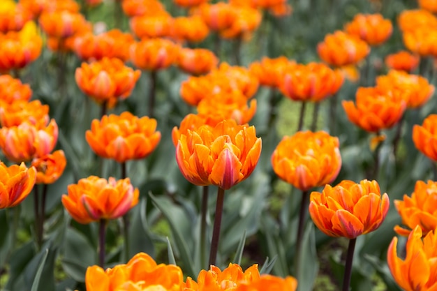 Tulipanes de flores de colores brillantes para fondo, carteles, tarjetas