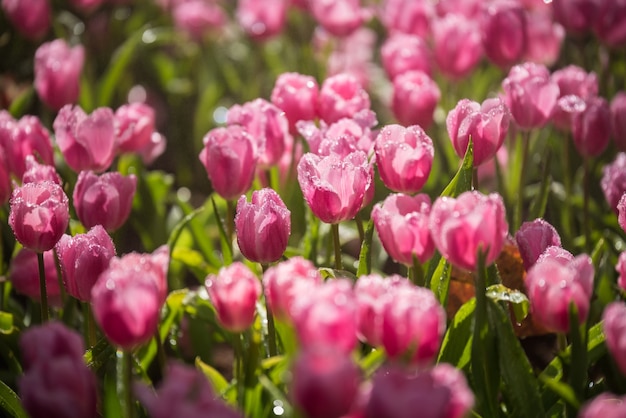 Tulipanes flores en el jardín