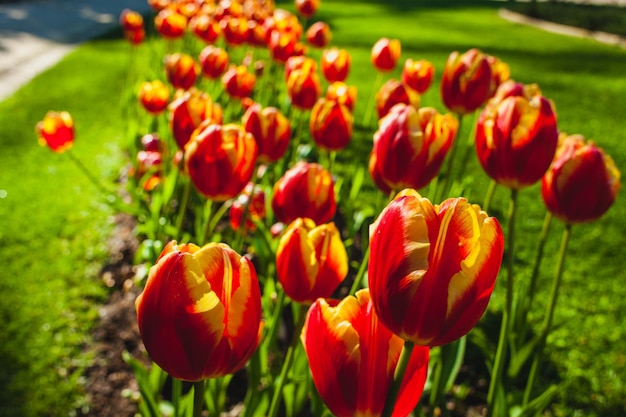 Foto tulipanes flores en el jardín