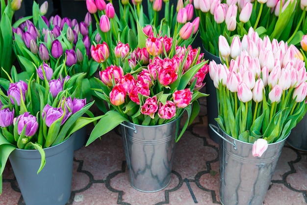 Tulipanes de flores de primavera en cubos