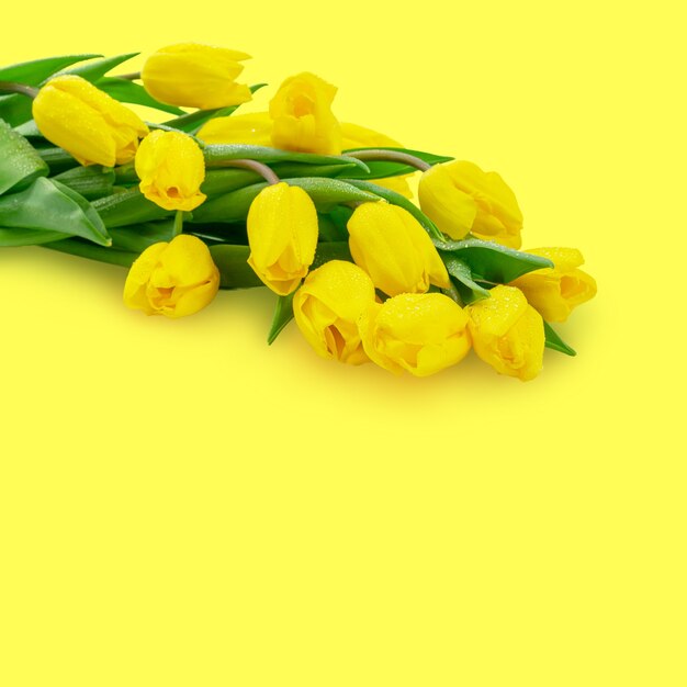 tulipanes de flores de primavera con gotas de agua sobre los pétalos