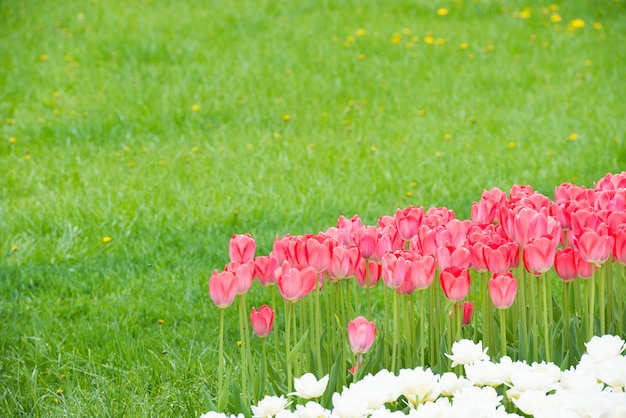 Tulipanes de flores rosadas en el hermoso parque verde