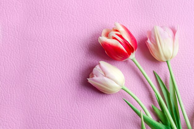 Tulipanes de flores sobre un fondo rosa