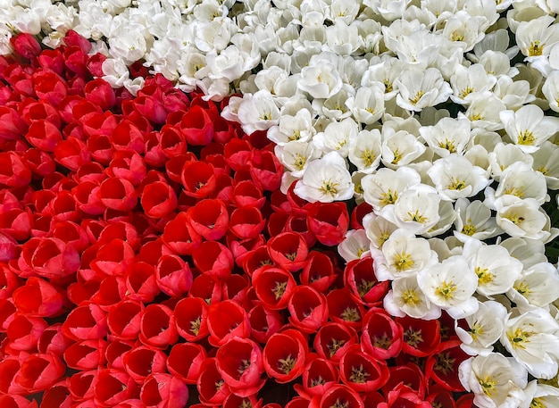 Tulipanes frescos de primavera con los colores de la bandera polaca