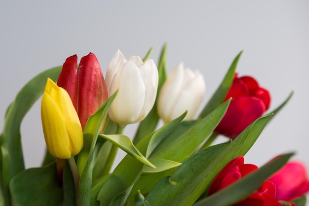 Tulipanes frescos de primavera en un espacio de copia de fondo blanco