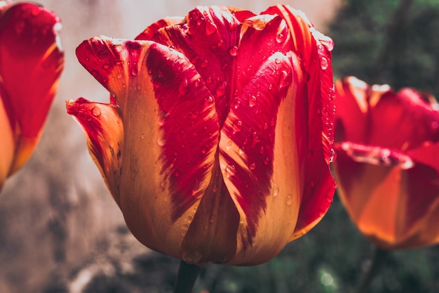 Tulipanes con gotas de agua en primer plano