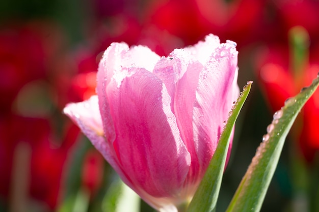 Tulipanes con gotas de lluvia.