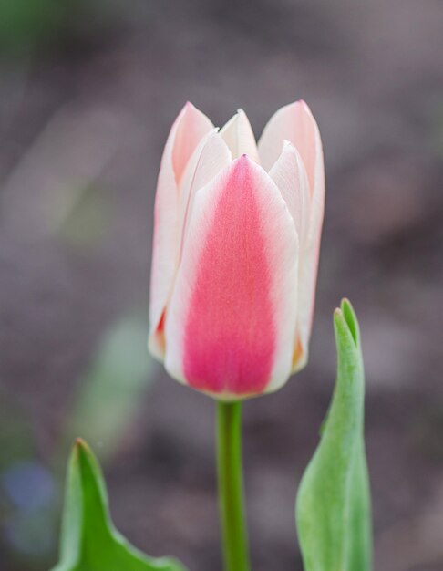 Tulipanes Greigii o tulipanes de Turquestán en el jardín