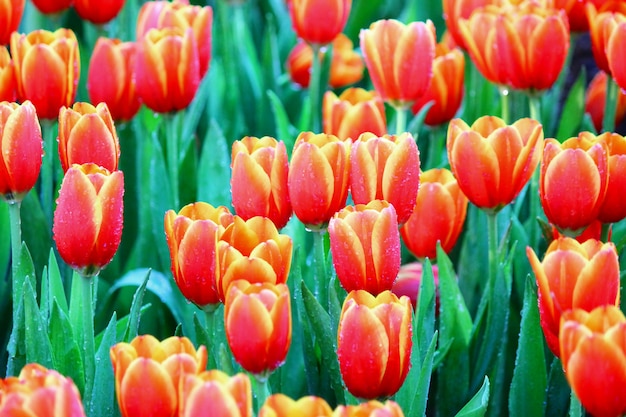 Los tulipanes hermosos en jardín. El color anaranjado y amarillo del gradiente en las hojas de la flor.