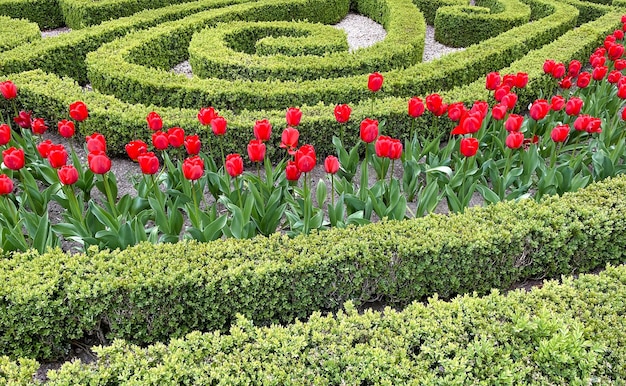 Tulipanes holandeses en un gran jardín cerca de amsterdam