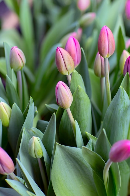 Tulipanes en el invernadero La granja de flores