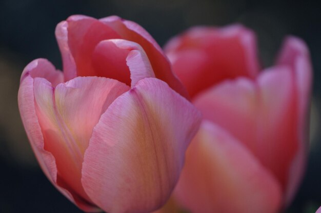 Tulipanes en un jardín alemán