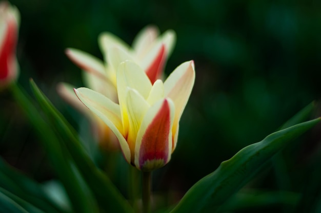 Tulipanes en el jardín con hojas verdes.