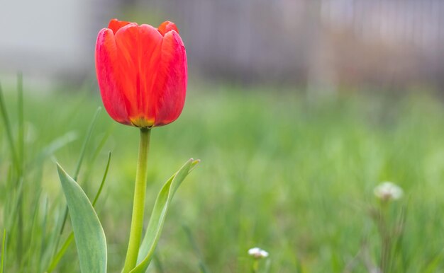 Foto los tulipanes en el jardín de primavera de cerca hermosos tulipanes brillantes creciendo al aire libre en un día soleado