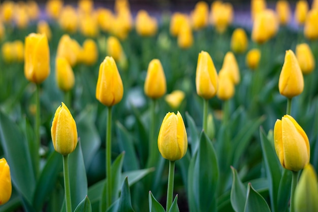 Tulipanes en el jardín en primavera