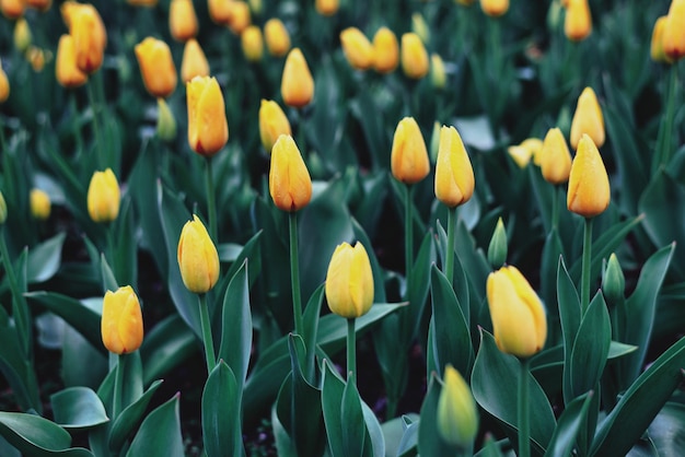 Tulipanes en el jardín en primavera