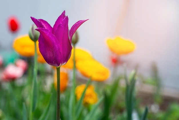 Tulipanes en el jardín primeras flores de primavera en la naturaleza en el parque