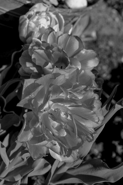 tulipanes en un jardín