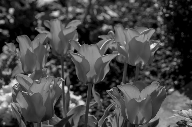 tulipanes en un jardín