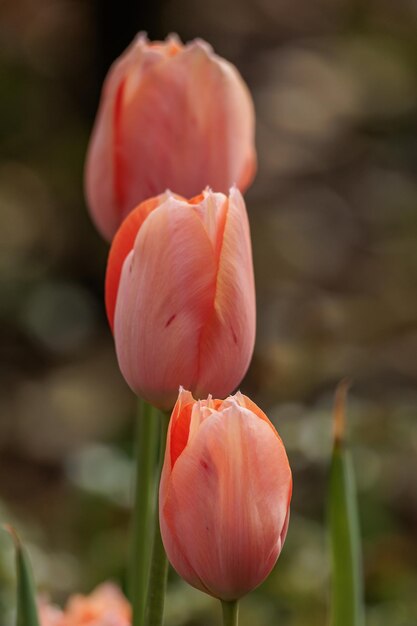 Los tulipanes en el jardín