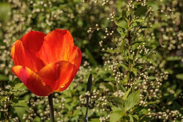 Los tulipanes en el jardín