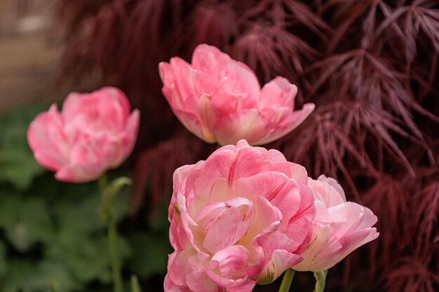 tulipanes en el jardín