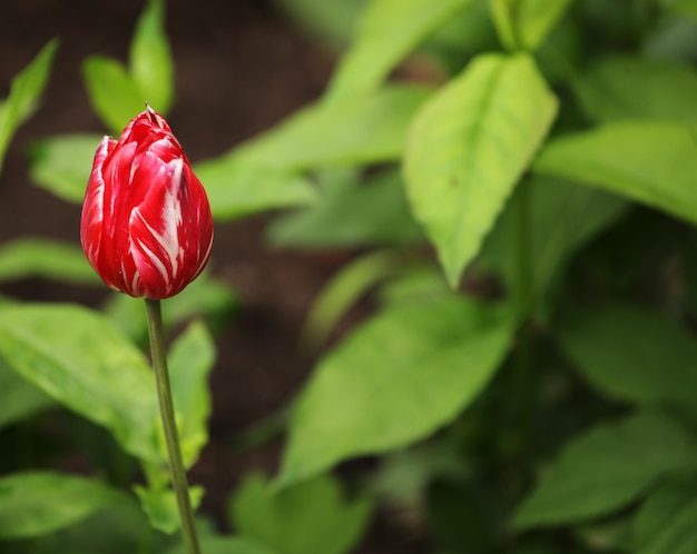 Tulipanes en el jardín