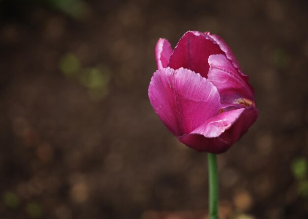 Tulipanes en el jardín