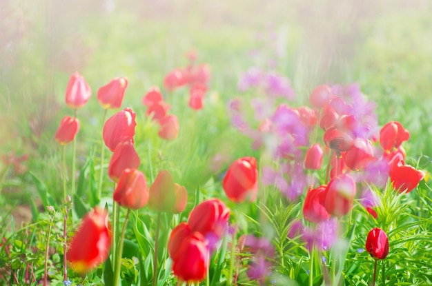 tulipanes en el jardín
