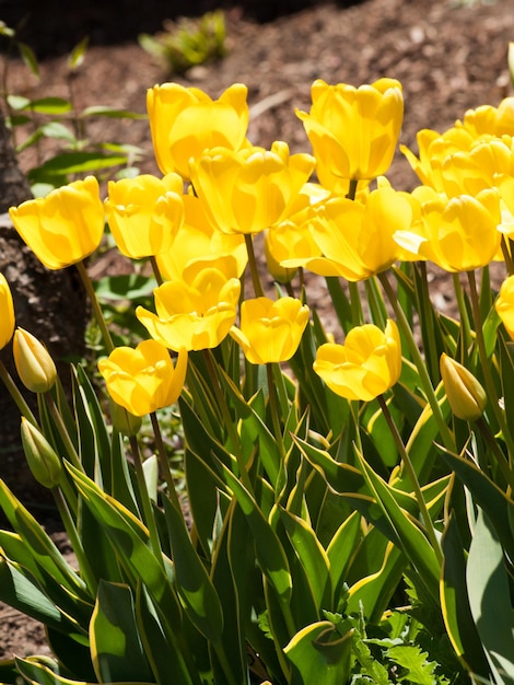 Tulipanes en los Jardines Botánicos de Denver.