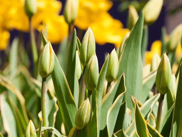 Tulipanes en los Jardines Botánicos de Denver.