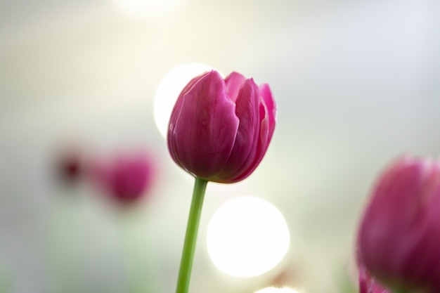 Tulipanes con luz bokeh del fondo.