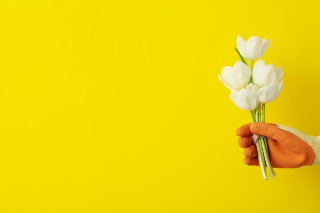 Tulipanes en mano con guante en espacio de fondo amarillo para el texto