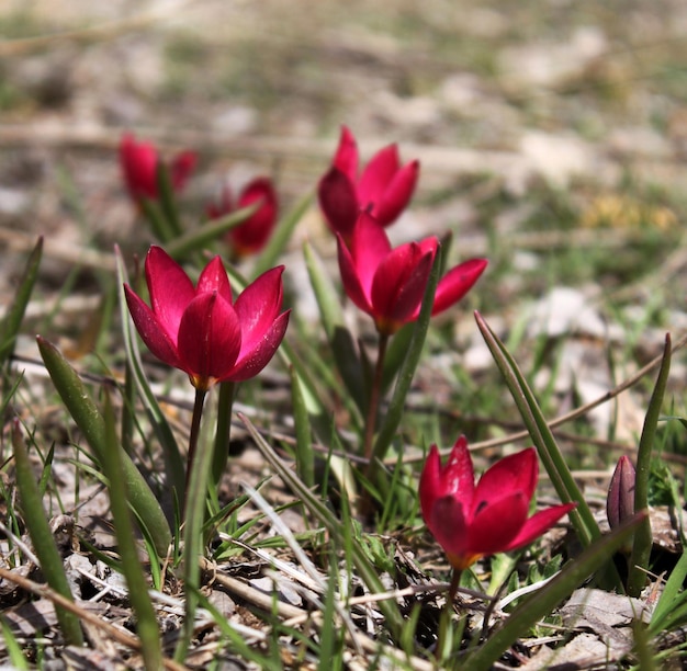 tulipanes de montaña salvaje