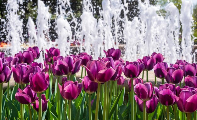 Foto tulipanes morados en flor con fuente de fondo borroso