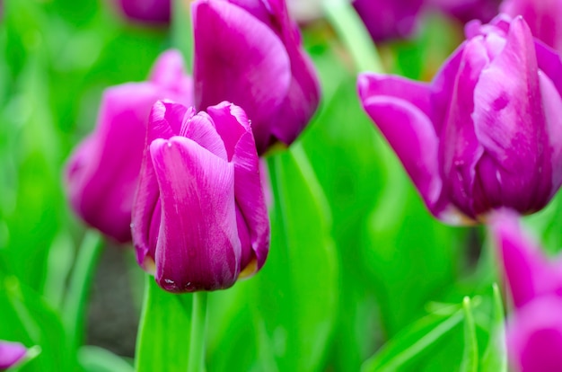 Tulipanes morados con fondo de patrón borroso