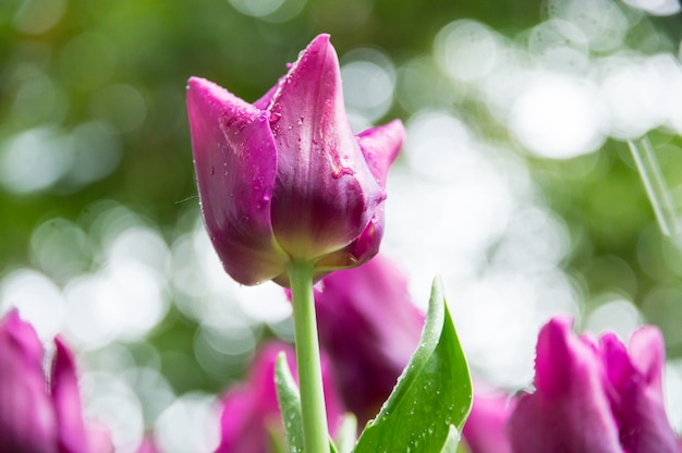 Tulipanes morados en el jardin