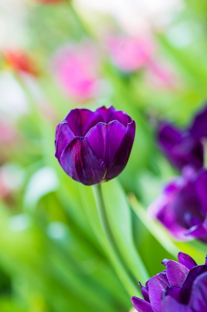 Tulipanes morados en el jardin