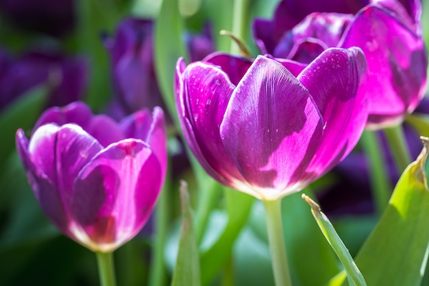 Tulipanes morados en el jardin