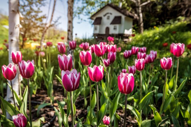 Tulipanes morados rojos y casa de pueblo.