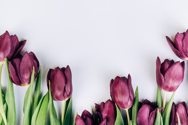 Tulipanes morados sobre fondo blanco