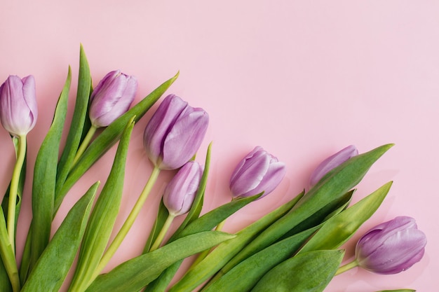 Foto tulipanes morados sobre fondo rosa. plano, vista superior, espacio de copia. composición floral. concepto de tiempo de primavera.