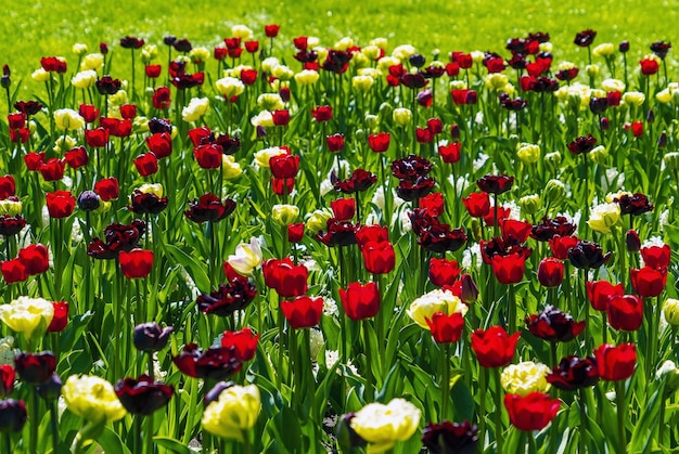 Foto tulipanes multicolores brillantes en un lecho de flores cerca del palacio de elagin