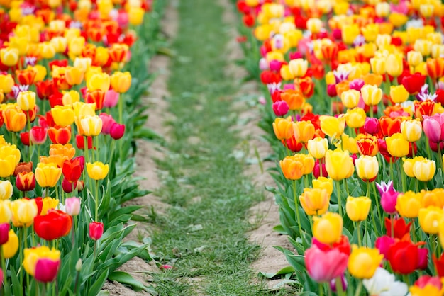 Foto los tulipanes multicolores en flor